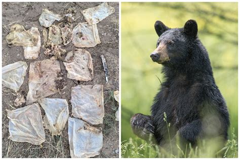 Colorado bear euthanized after eating trash that blocked its stomach, causing it to starve