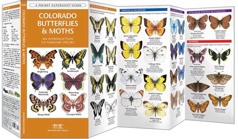 Colorado butterflies moths a folding pocket guide to familiar species pocket naturalist guide series. - The complete trailer handbook motorbooks workshop.