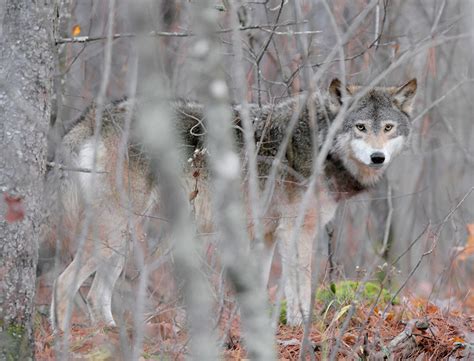 Colorado cattle industry sues over wolf reintroduction on the cusp of the animals’ release