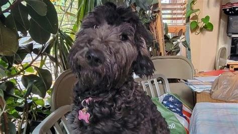 Colorado dog owner grieving after young doodle dies from unidentified respiratory illness