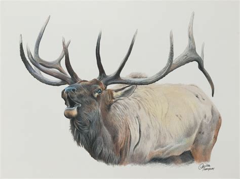Colorado resident to draw an elk or deer li-cense