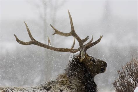 Colorado has the world's largest elk population, but it wasn't always that way