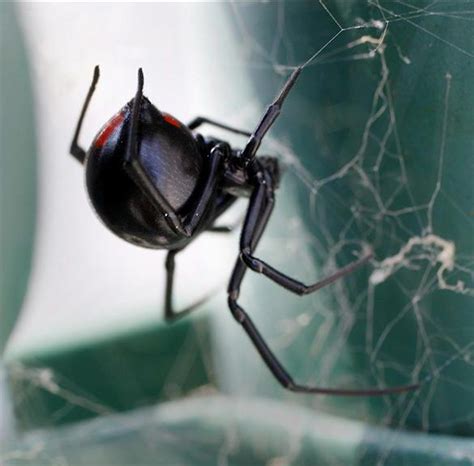 Colorado is warning residents about black widow spiders — here's why