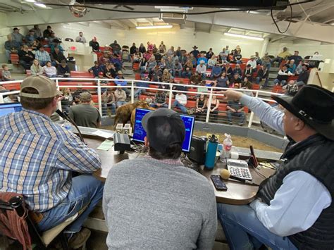 Colorado livestock auction. Yellow Jacket Livestock Auction, Lewis, Colorado. 1,718 likes · 337 talking about this · 49 were here. We are a family owned business who look forward to serving our agricultural community! Sales... 