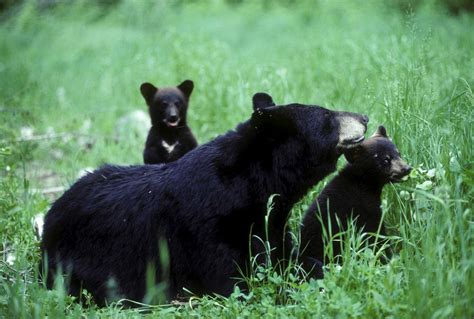 Colorado man arrested on suspicion of killing a mother bear and two cubs