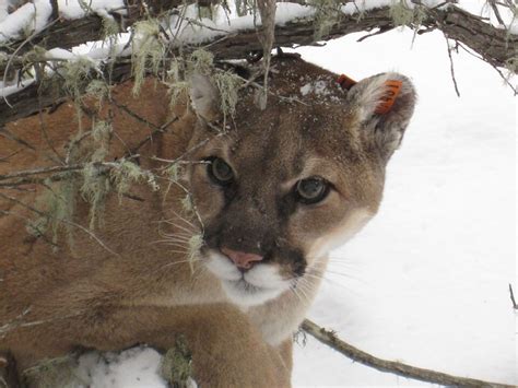Colorado man in hot tub attacked by mountain lion