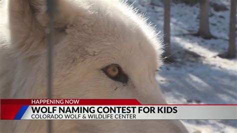 Colorado middle schoolers to pick names for reintroduced wolves