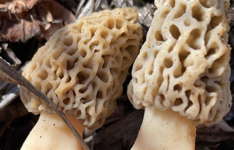Colorado mushroom season is early this year, experts say