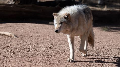 Colorado releases additional 5 gray wolves as part of reintroduction effort