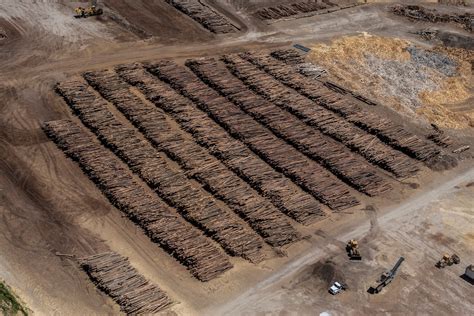 Colorado sawmills adjust to decline in trees killed by mountain pine