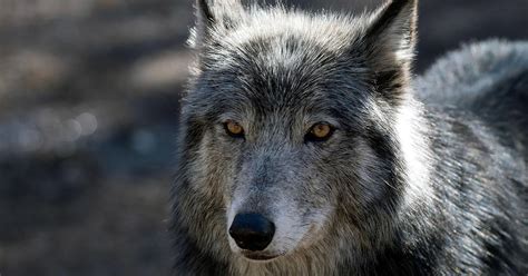 Colorado secures the first wolves for reintroduction from Oregon