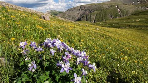 Colorado wildflower season is months away; so, why not check out an Arizona superbloom
