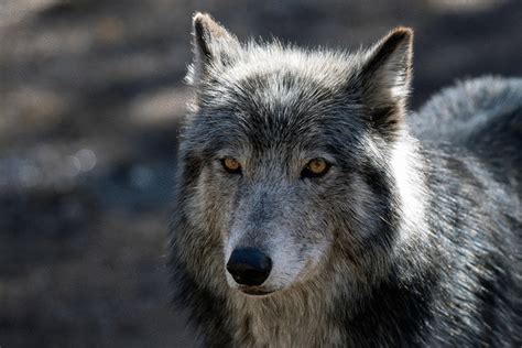 Colorado wildlife officers and the public will have power to kill and haze threatening wolves, feds decide