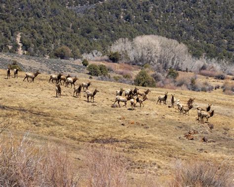 Colorado wildlife officials say elk herd numbers may not be sustainable over the next 20 years