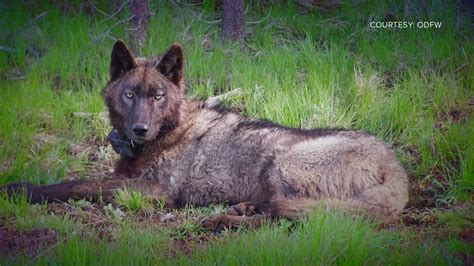Colorado wolf reintroduction in limbo while judge decides on case
