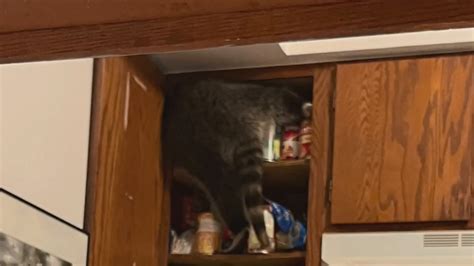 Colorado women get surprise visit from raccoon in her kitchen eating spaghetti noodles