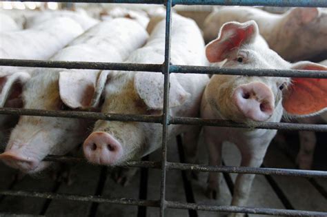 Colorado-based hog producer Midwest Farms faces federal suit on sexual harassment claims