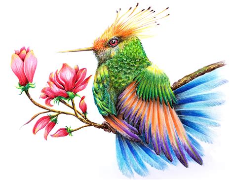 Colored Hummingbird Drawings