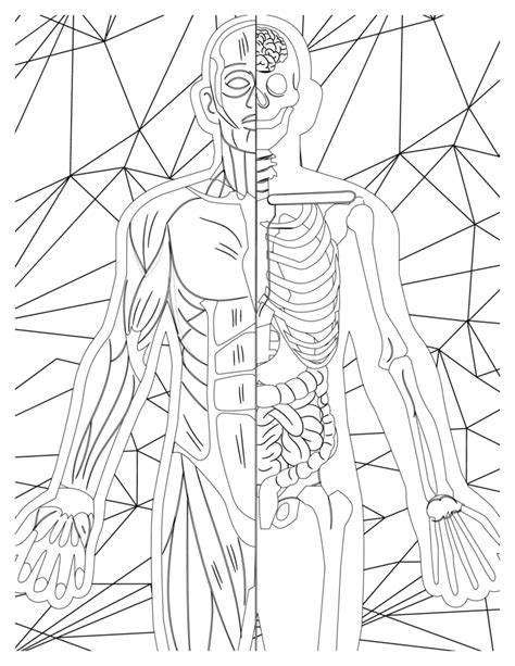 Coloring Anatomy