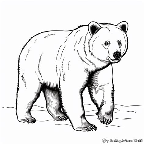 Coloring Bear