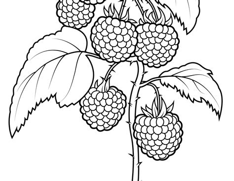 Coloring Berries