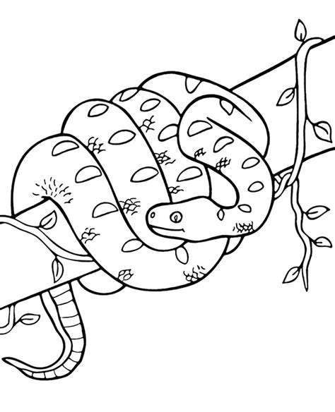 Coloring Boa