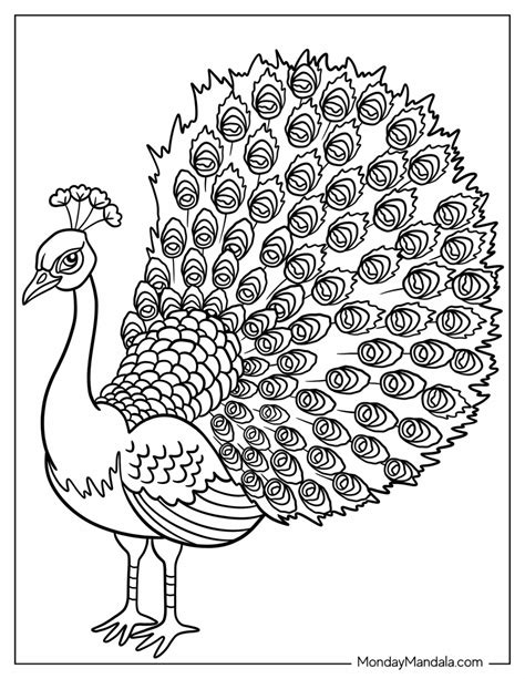 Coloring Book Peacock