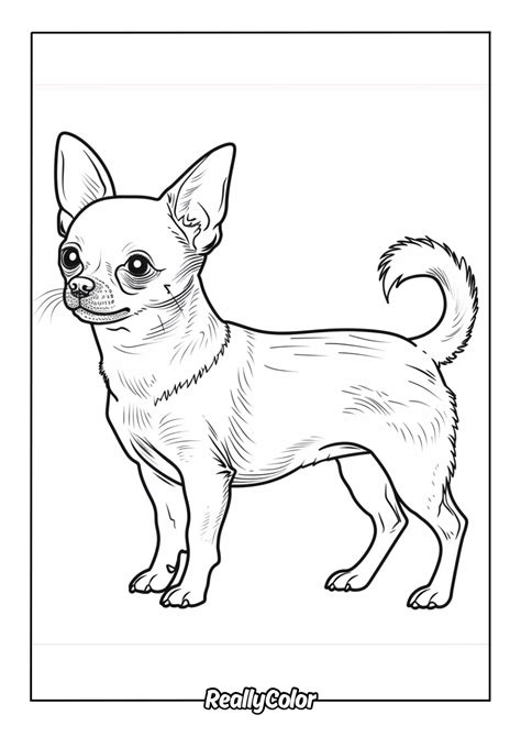 The Selection Coloring Book