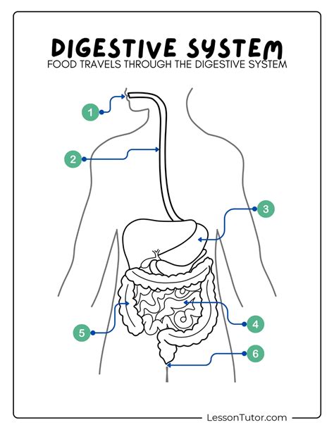 Coloring Digestive Syste