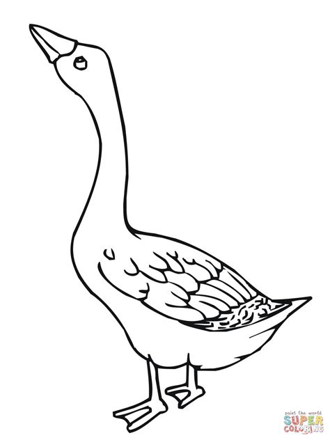 Coloring Goose