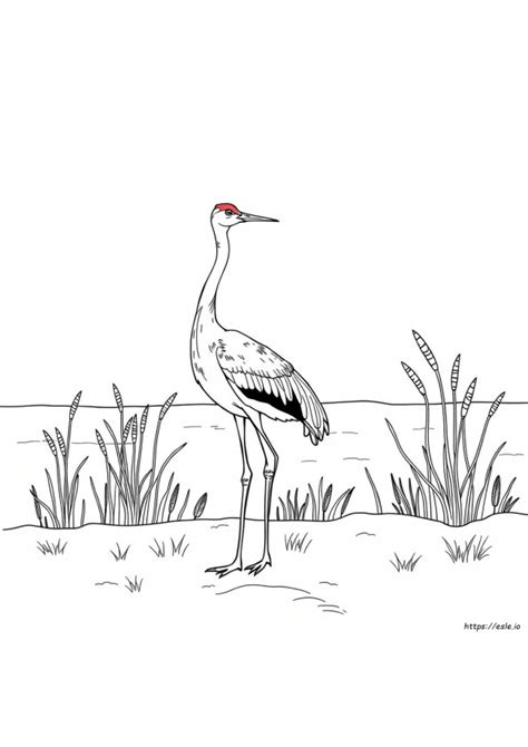 Coloring Grou