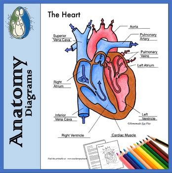Coloring Heart Diagra