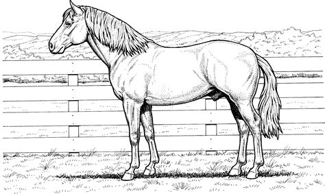 Coloring Horse Pages