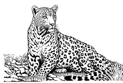 Coloring Leopard