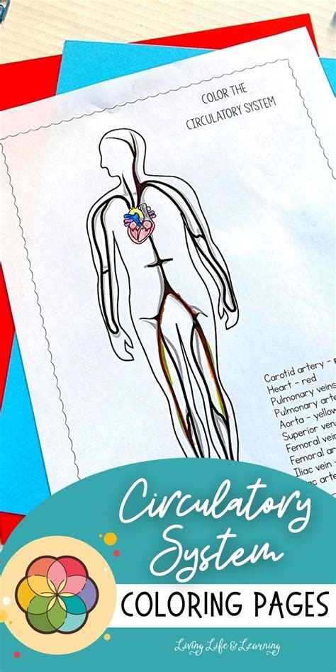 Coloring Page Circulatory Syste