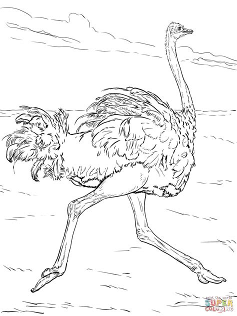 Coloring Page Ostric