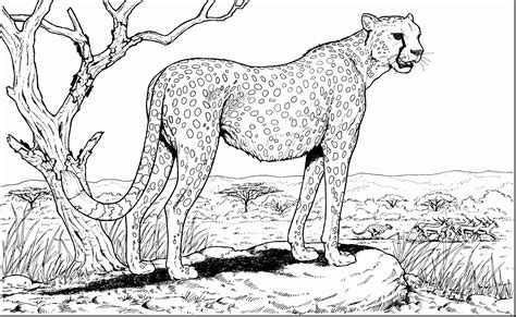 Coloring Pages Of A Cheeta