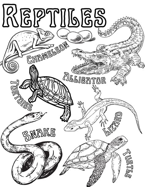 Tmnt Michelangelo Coloring Pages