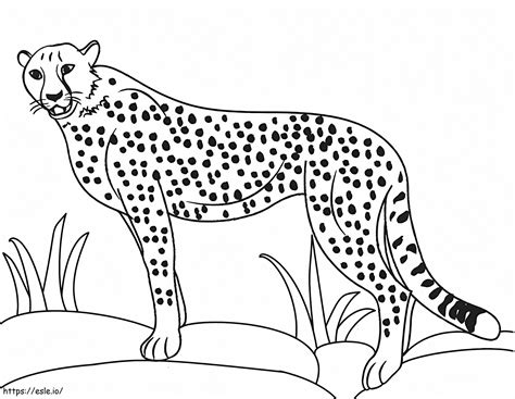 Coloring Picture Of A Cheeta
