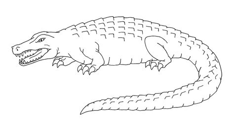Coloring Picture Of Alligator