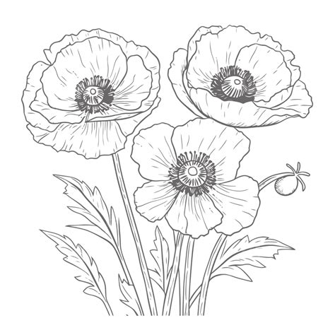 Coloring Poppy