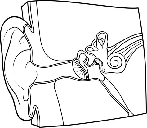Coloring Sheet Of Ear