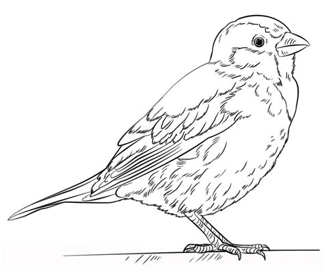 Coloring Sparrow