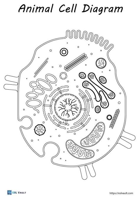 Coloring The Cell Animal And Plan