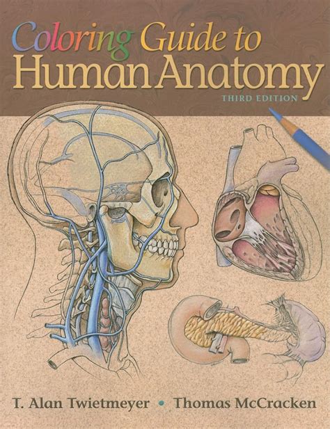 Coloring guide to human anatomy by alan twietmeyer. - 1999 yamaha vt600 vx600er vx600sxb service handbuch.