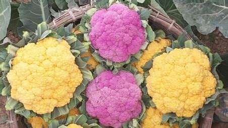 474px x 316px - Coloured cauliflower cultivation gains ground in Naogaon