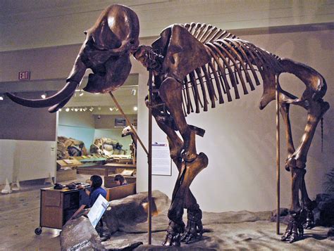 Columbi. Jan 26, 2014 ... Mammuthus columbi (Falconer, 1857) Mammalia Proboscidea Elephantidae Late Pleistocene North America Length: 4 m 