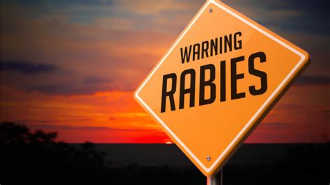 Columbia County issues rabies alert for bats