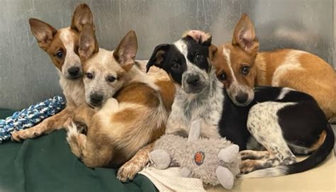 Columbia-Greene Humane Society/SPCA waiving adoption fees in April
