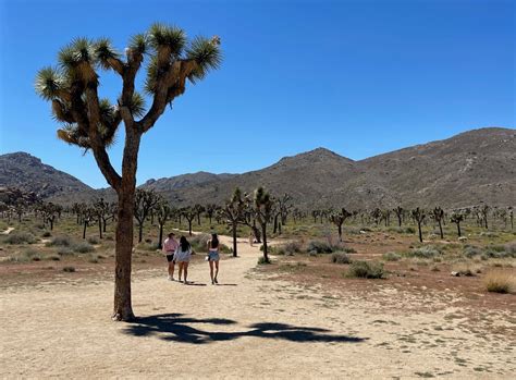 Column: With warmer weather, Joshua Tree National Park beckons again